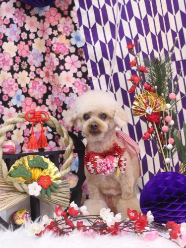 20250108マロンちゃん